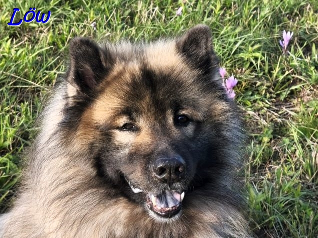 30.9.2025 - Dwix der Sommerhund